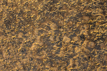 gray algae on the yellow sand with black spots close up. natural surface texture
