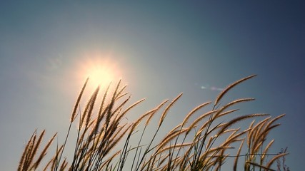 Grass and blue sky.
