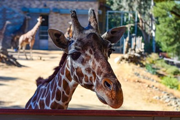 Giraffe at the zoo