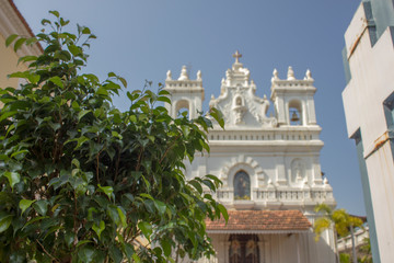 green bush on blurred background of white catholic church and clear blue sky