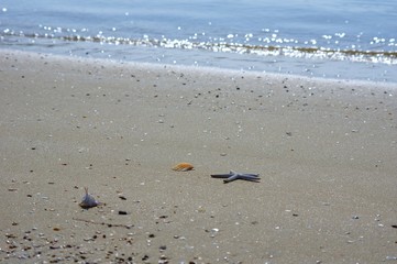 砂浜と貝殻　波打ち際の背景