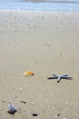 砂浜と貝殻　波打ち際の背景