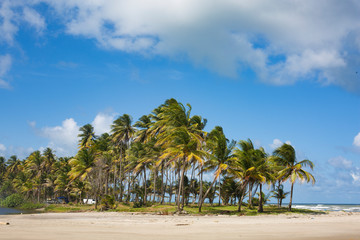 Fototapeta na wymiar Coconut Trees Beach