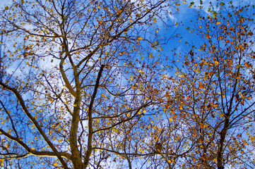 Golden autumn leaves still clinging to the tangled silhouette of tree branches set against blue and white bright sky.
