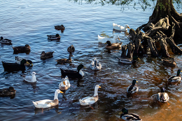 lots of ducks © Clear Shot Photo AZ