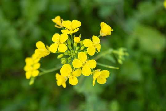 Edible Mustard and wheat crop in its flowering stage. Picture taken with DSLR in Himachal Pradesh India