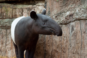 Malayan tarpir