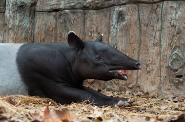 Fototapeta premium Malayan tarpir