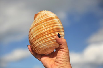 Sea shells of the Caribbean.