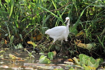 Heron walks through the swamp.