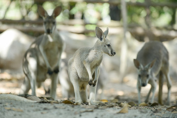 Kangaroo