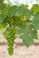 Vineyards, vine, green grapes ripen, close-up, concept