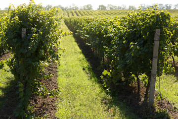 young wineries in early autumn, beautiful lighting, view of the rows