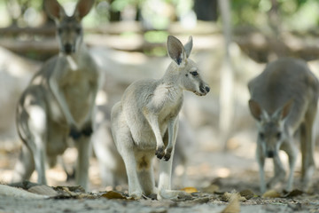 Kangaroo
