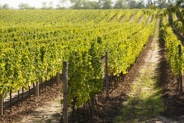 Fototapeta na wymiar rows of vineyards in the sunlight in the autumn, diagonal arrangement, concept