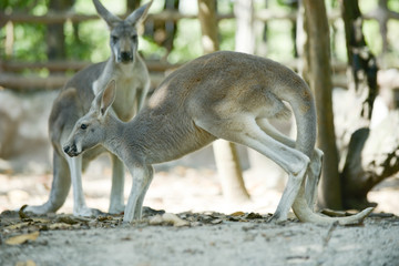 Kangaroo