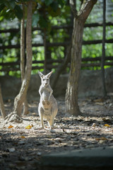 Kangaroo