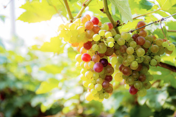 Grapes on tree with sunlight.