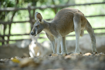 Kangaroo