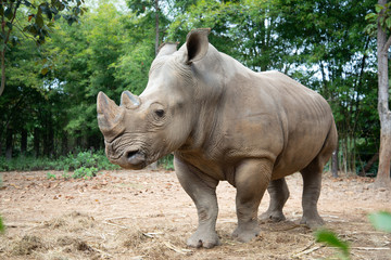 Naklejka premium White rhino