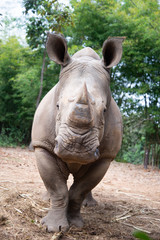 White rhino © J.NATAYO