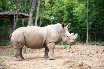 Obraz premium White rhino