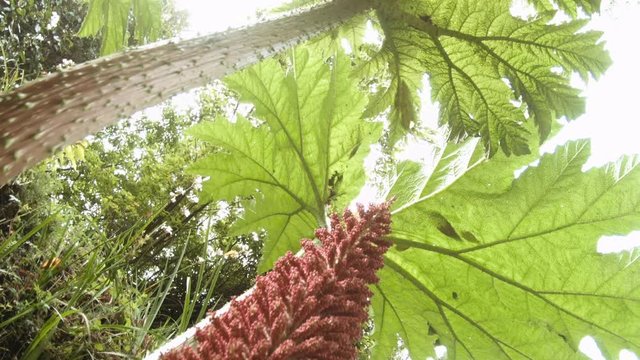 Nalca or Chilean rhubarb, is a flowering plant species native to southern Chile