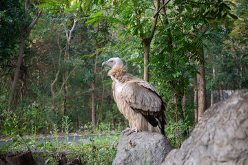vulture