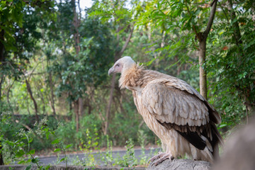 vulture