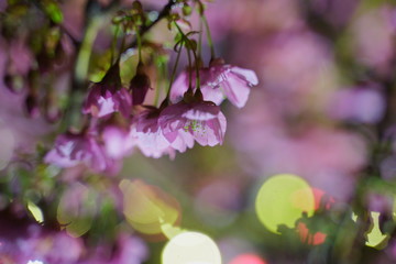 Night Sakura(Cherry blossom), Toi, Izu, Shizuoka, Japan