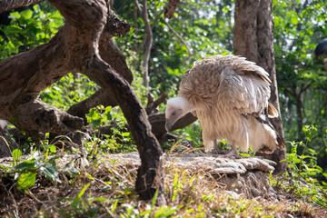 vulture