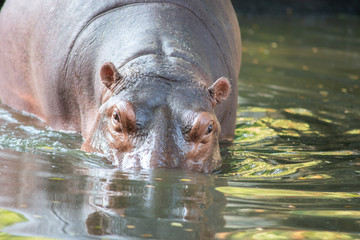 Fototapeta premium Hippopotamus