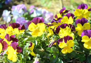 黄色のパンジー