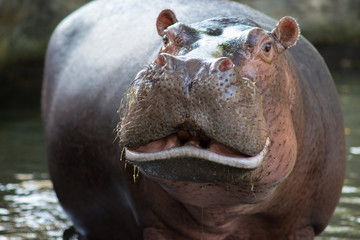 Hippopotamus
