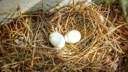 Pigeon eggs in the nest