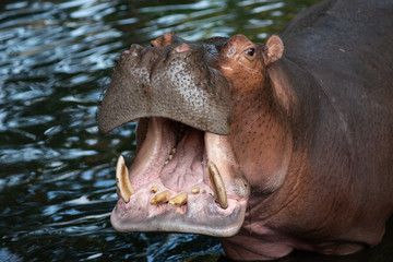 Fototapeta premium Hippopotamus