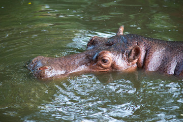 Hippopotamus