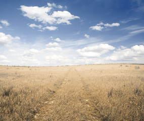 road in the fields