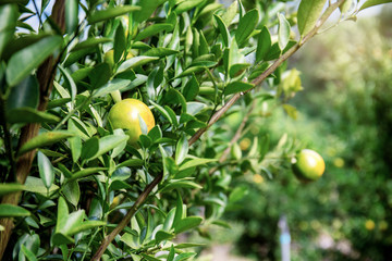 Orange tree with sunlight.