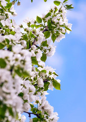 Apple Tree Branches with Blossoms against the Blue Sky on a Sunny Spring Day.