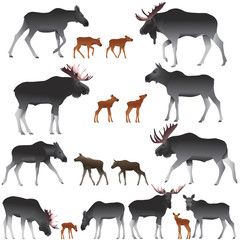 Collection of mooses also named elks and its cubs in colour image