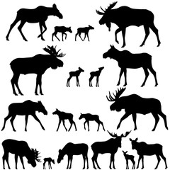 Collection of silhouettes of mooses also named elks and its cubs