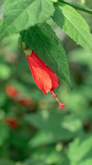 Malvaviscus is a genus of flowering plants in the mallow family, Malvaceae. Common names for species in this genus include Turk's cap mallow, wax mallow, sleeping hibiscus, and mazapan.
