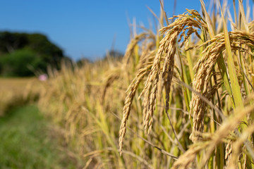yellow rice in the field with blue sky background.