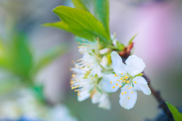 Flowers of Cherry plum or Myrobalan Prunus cerasifera blooming in the spring on the branches.