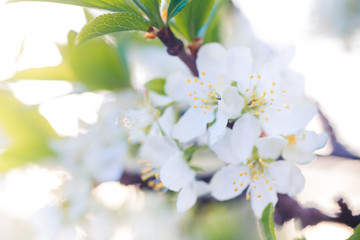 Flowers of Cherry plum or Myrobalan Prunus cerasifera blooming in the spring on the branches.