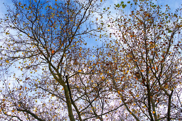 Golden autumn leaves still clinging to the tangled silhouette of tree branches set against blue and white bright sky.