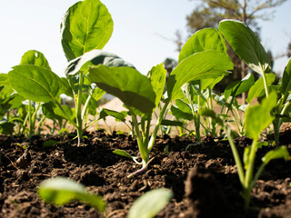 chinese kale fresh vegetable oganic in fram 