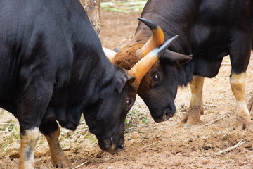 Gaur