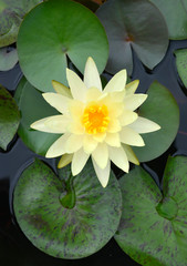 黄色い睡蓮の花